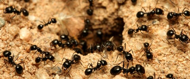 Small-Ants.jpg