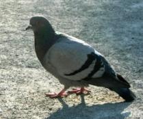 pigeon_1974.jpg
